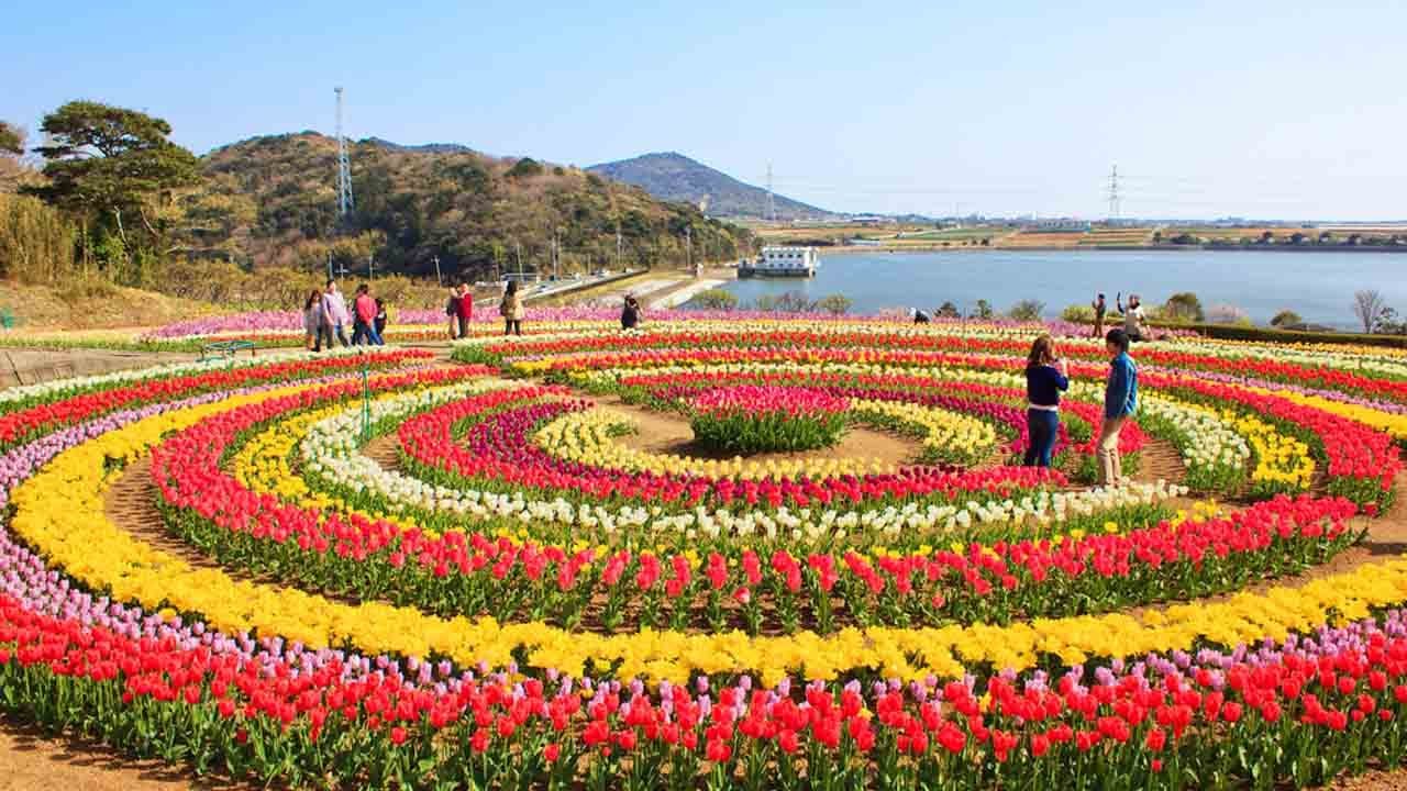 Tulip Garden